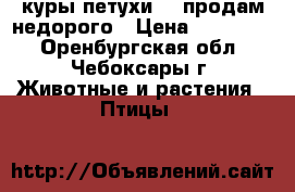 куры,петухи -  продам недорого › Цена ­ 200-250 - Оренбургская обл., Чебоксары г. Животные и растения » Птицы   